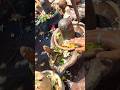 om namah shivay #mahdev #mahakal #shortvideo #shorts