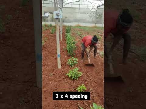 കാന്താരി മുളക് കൃഷി നല്ലതാണ് /bird eye chilli.