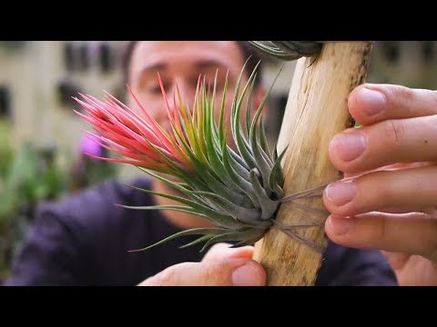 Video: Tillandsia Atmosphärisch: Regeln Für Die Pflege Einer Pflanze Zu Hause. Beschreibung Der Arten Und Methoden Ihrer Reproduktion