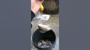 Câu cá bằng lưỡi Lục quá đẳng cấp