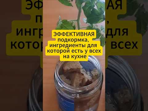 Эффективная подкормка рассады,