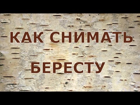 Видео: Березки из бумаги: как безопасно собирать бересту