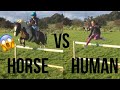 Horse Vs Human- Who Can Jump Higher?|The Fell Pony