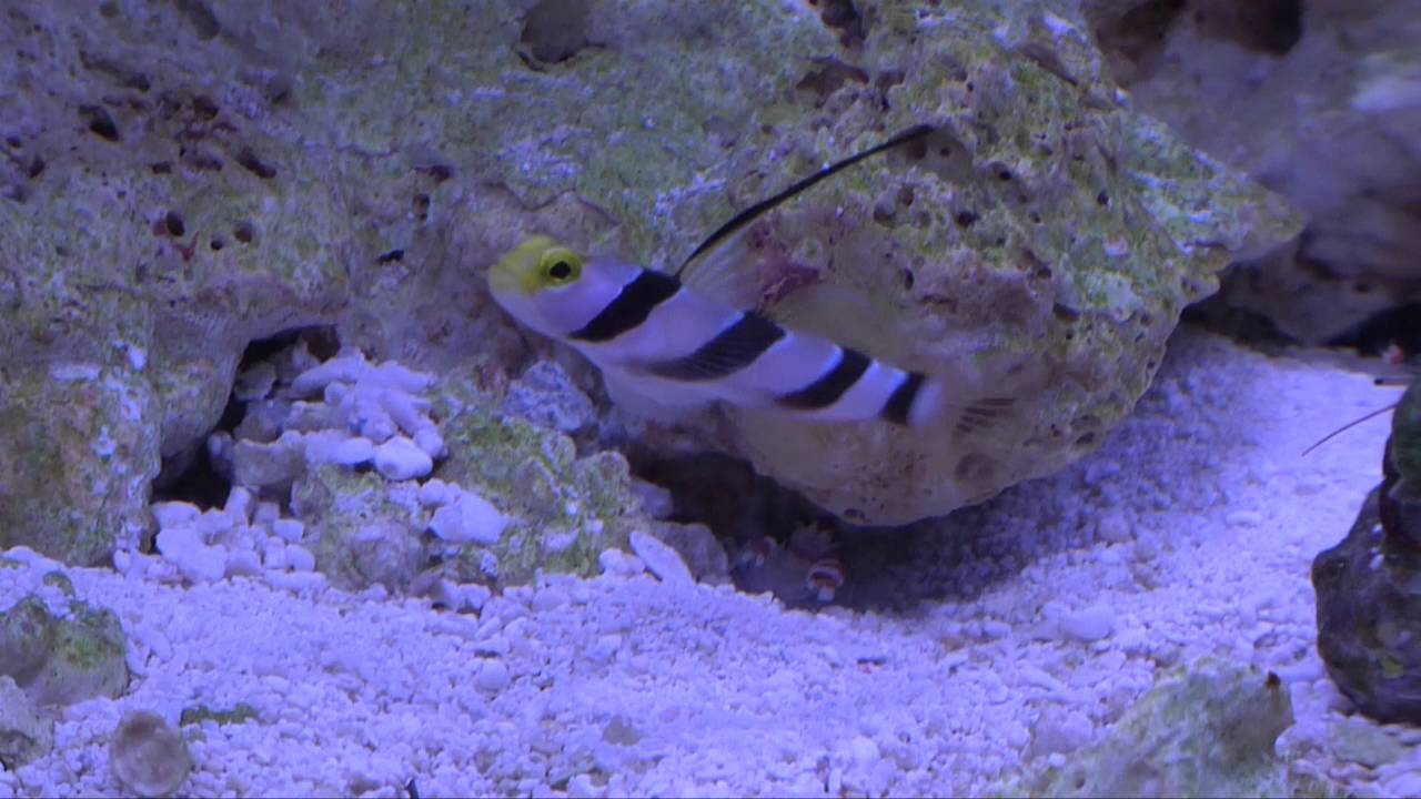 black ray hi fin