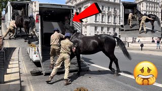 *VERY RARE SIGHTING* Soldiers fail to bring the last kings horse into the transport carriage.
