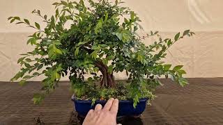 Pinzado de prebonsai de ulmus parvifolia neagari a 09/05/2024
