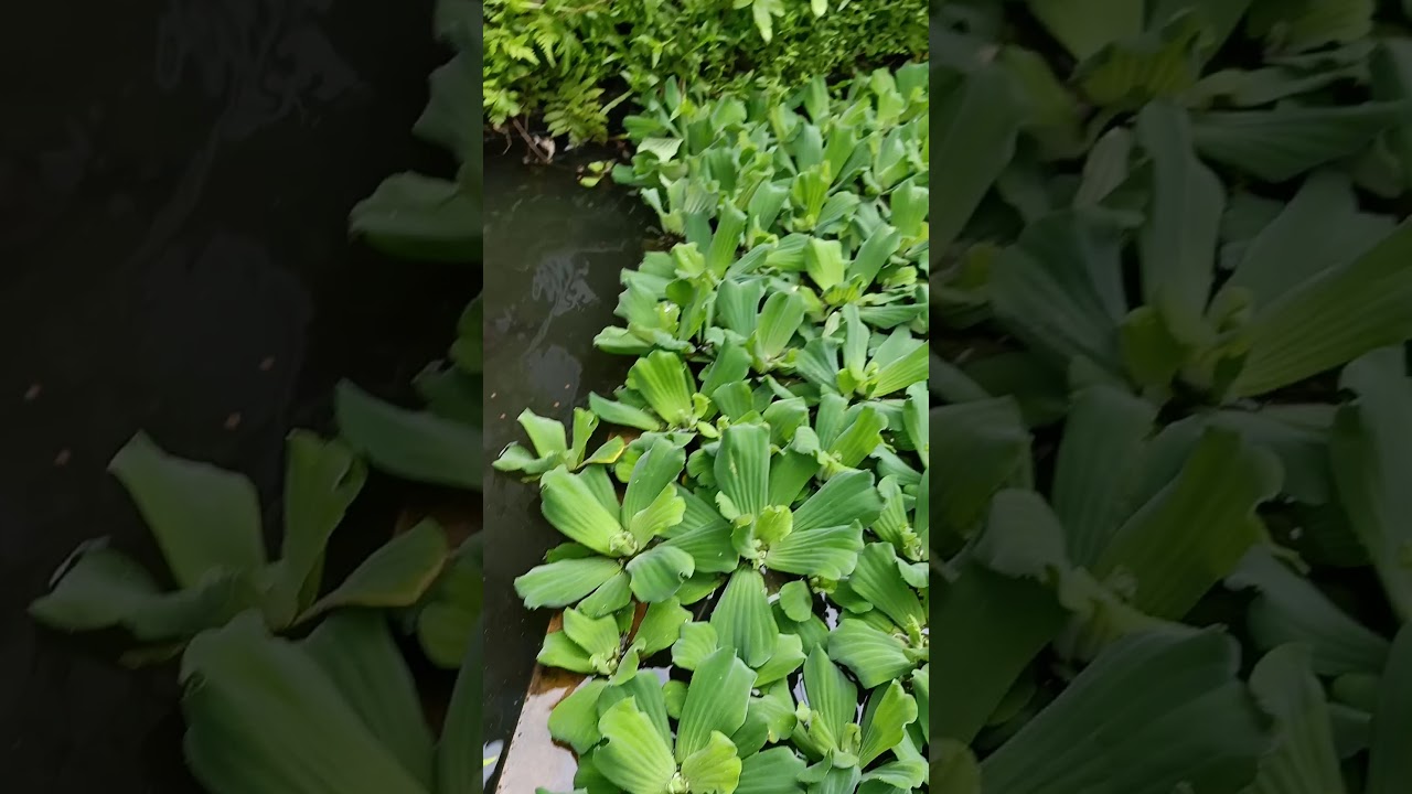 Ternak ikan lele jumbo 