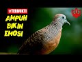 Pancingan Suara Perkutut Gacor Bakalan Muda Hutan Mp3 - Mp4 Download