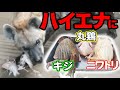 【観覧注意】内臓丸見え❗️ハイエナに3種類の鶏肉丸々あげたら❗️❓　Hyenas devouring chicken