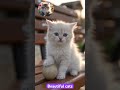 Beautiful cats #cats #catsplaying #beautiful #kids #kidsvideo #shorts #funny