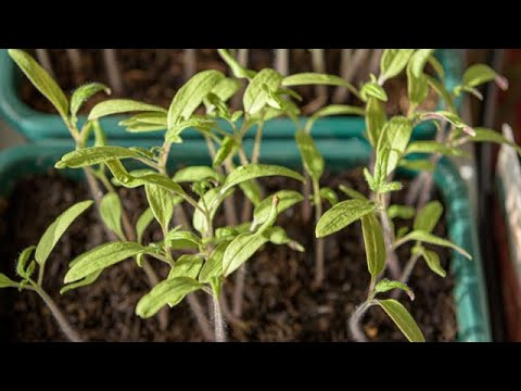 comme-on-fait-son-jardin---le-potager-de-a-à-z-:-semis-intérieurs