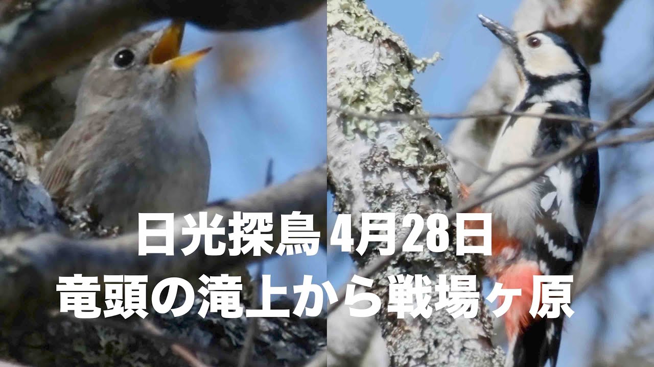 日光 滝上から戦場ヶ原を探鳥したら アカゲラが歓迎してくれたキレンジャクに可愛いコサメビタキも