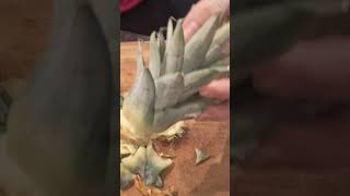 Ananas Ableger selber machen! Pineapple plant by yourself!