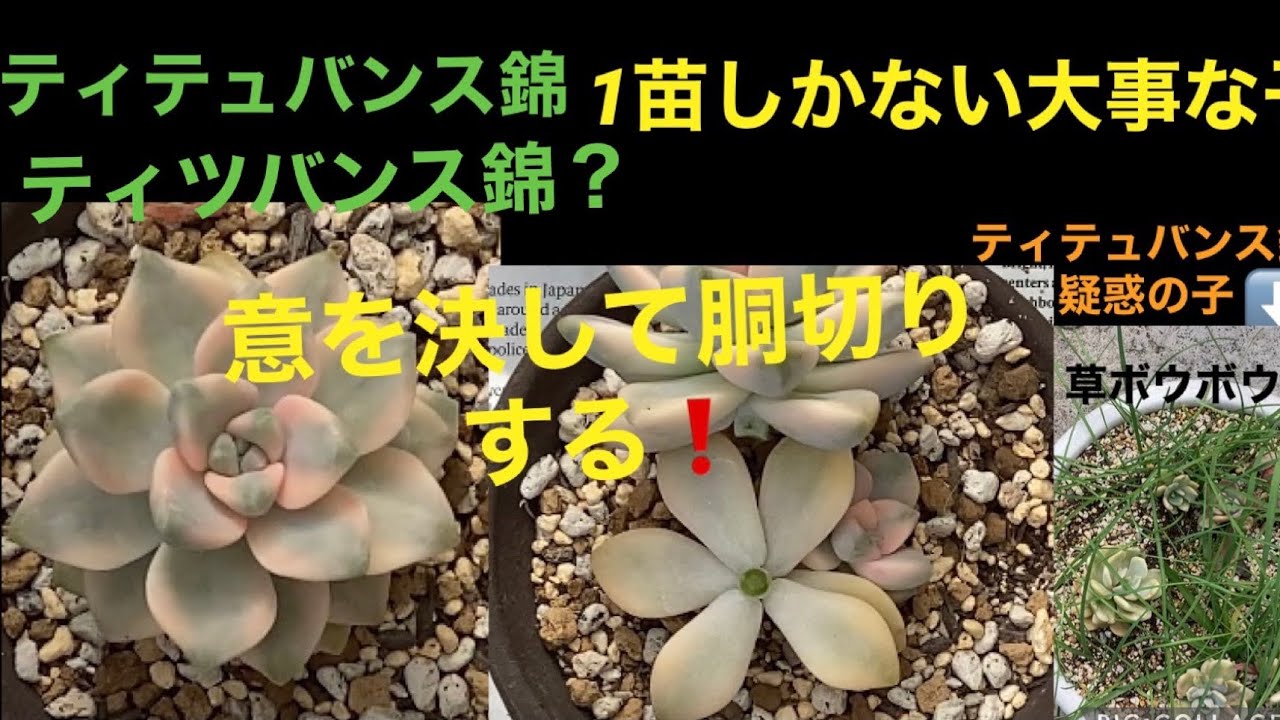 Succulents] Propagating *Tetsubans variegata* by cutting the stem