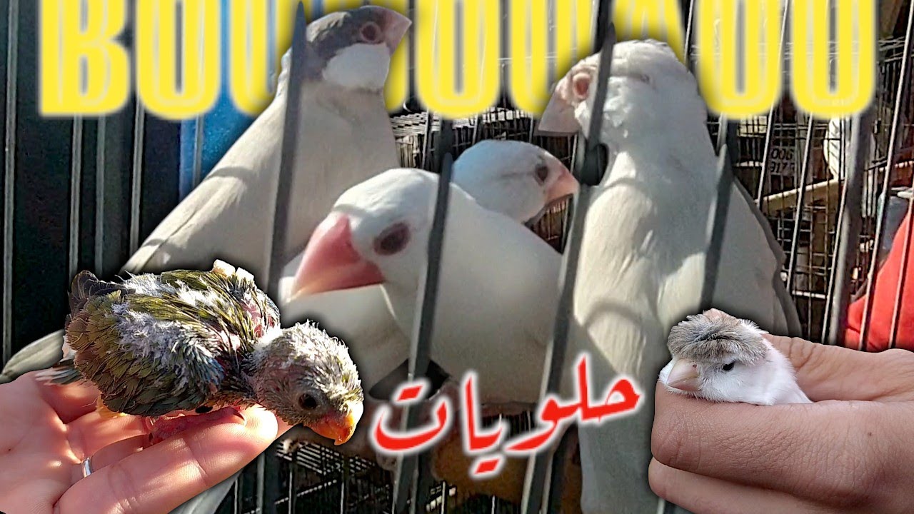 طيور الزينة من كل نوع و شكل | سوق بودواو مع فراخ الببغاوات للتبني