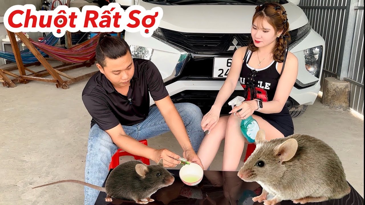 Chuột Rất Sợ Thứ Này, Đặt Thứ Này Trong Nhà Chuột Không Dám Vào Nhà Bạn