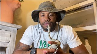 Basic Boa Constrictor husbandry / care