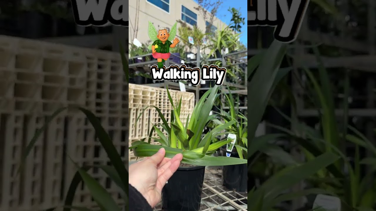 Ever Seen a “Walking” Flower? 👀