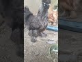 Silkie Chicken Rare Black Gray 23 