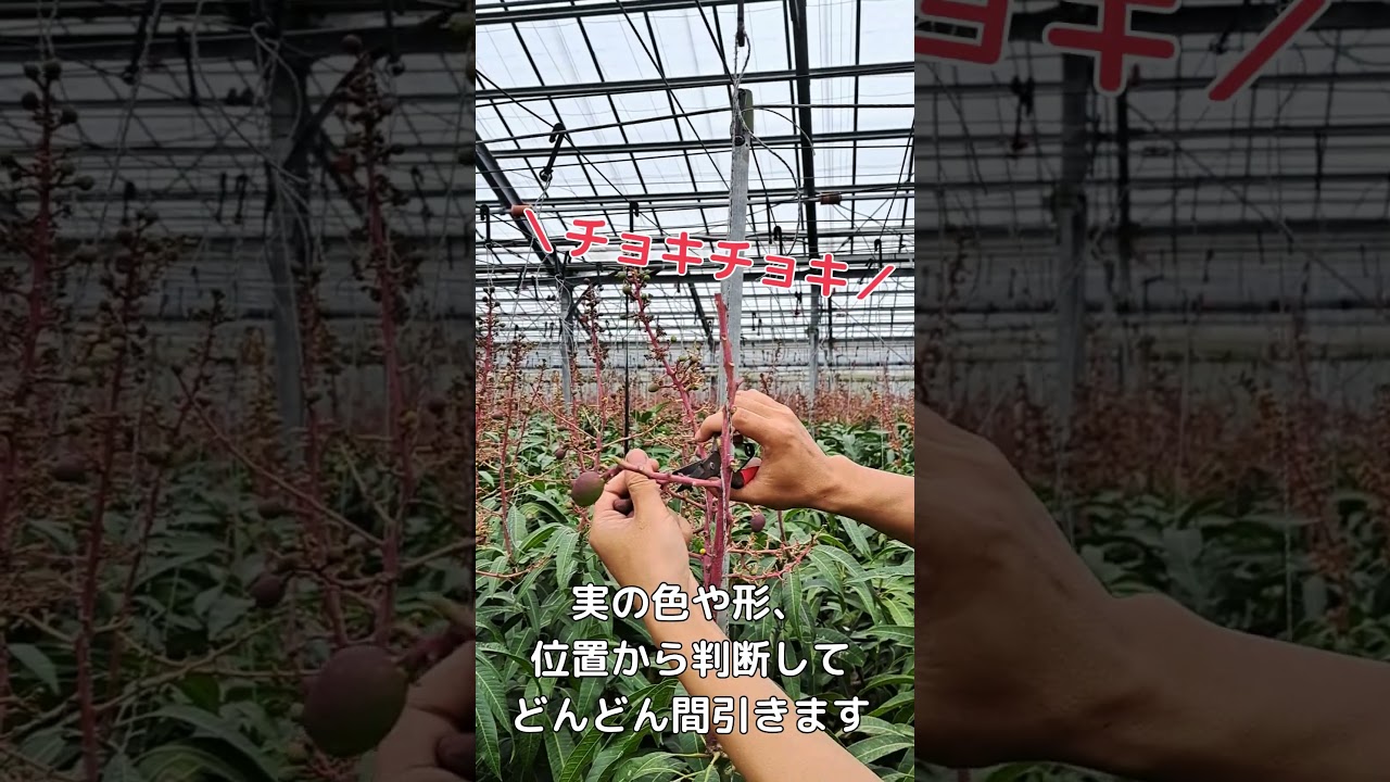 マンゴーの摘果（てきか）！2025年5月 #マンゴー #熱帯資源植物研究所