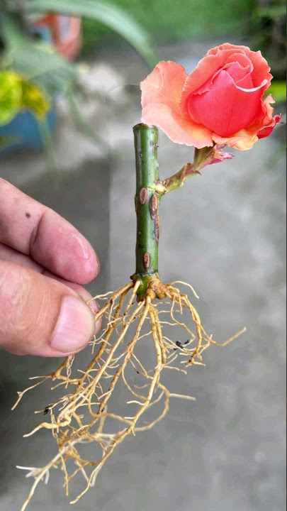 #Growing Roses#youtubeshorts #shorts #Rose #viralvideo #rijusahai