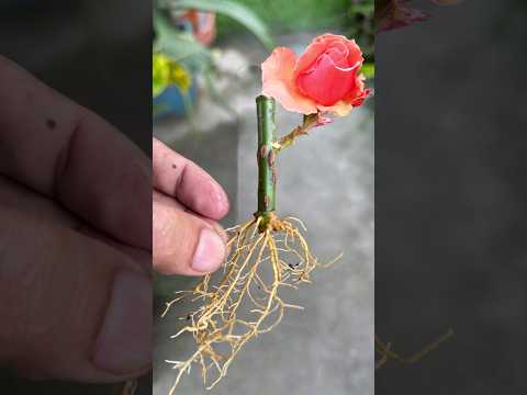 #Growing Roses#youtubeshorts #shorts