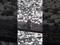 🤩🥰American goldfinch #backyard#nature#birds