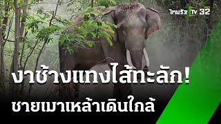 ชายเมาเข้าใกล้ช้างถูกงาเสยท้องไส้ทะลัก | 2 มิ.ย. 67 | ไทยรัฐทันข่าว