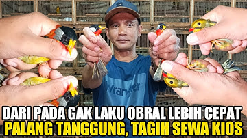 PANIK !! TAGIH SEWA KIOS, DARI PADA GAK LAKU OBRAL HARGA BURUNG PASAR PRAMUKA