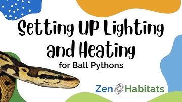 What Is The Proper Lighting Set Up for a Ball Python? 🐍