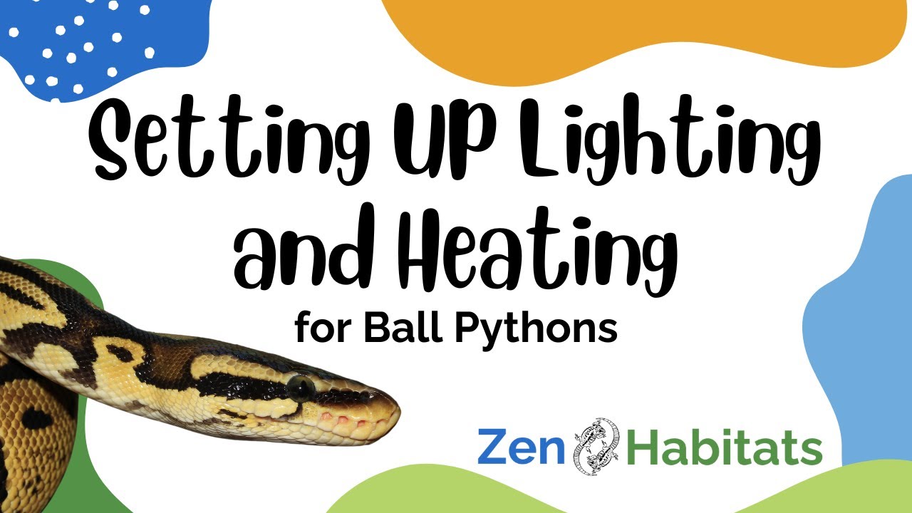 What Is The Proper Lighting Set Up for a Ball Python? 🐍 - YouTube