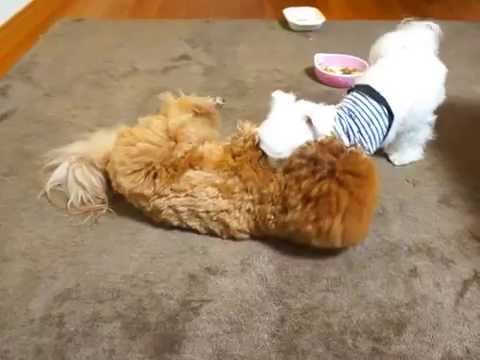 朝の体操