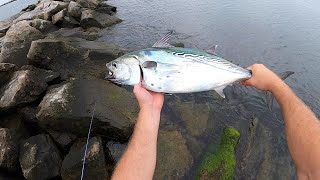 The Albies Are Back! Shore Fishing Rhode Island For False Albacore 2021
