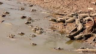 BROAD-SNOUTED CAIMAN taking care of her newborn babies (CAIMAN LATIROSTRIS), JACARÉ-DE-PAPO-AMARELO