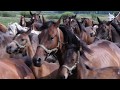 Polish arabian horses janov podlaski stud poland the open house 2019