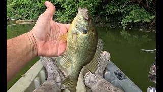 Bluegill, Shellcracker, and Bass all in one morning