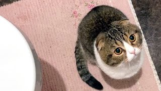 トイレの中が大好きな親子猫