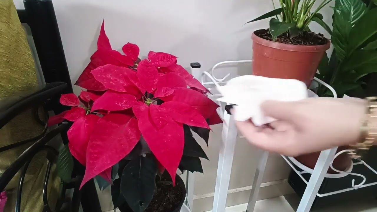 Green therapy 💚 Leaf cleaning & spray care #PlantCare #LeafSpray #IndoorPlants  #식물잎청소 #식물관리 #실내식물