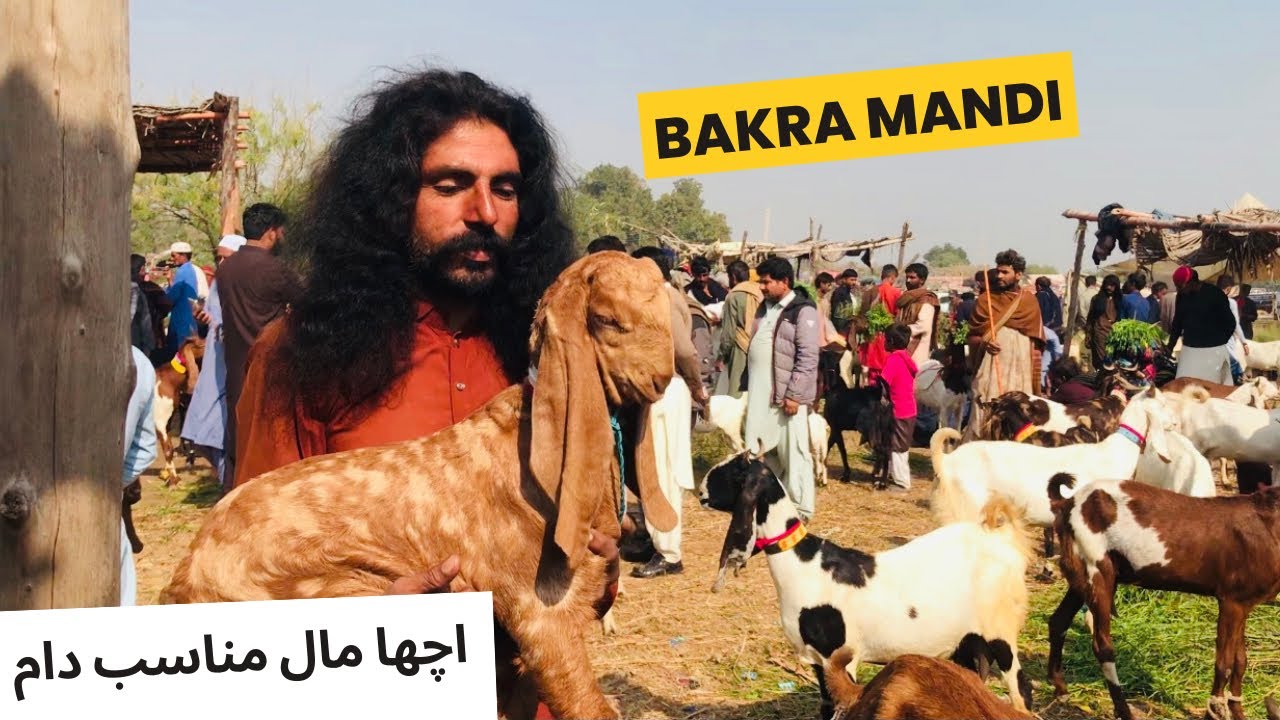 Saindad Rind Tando Saindad Bakra Mandi Latest Update ️ - YouTube