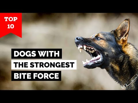 Video: Top 10 največjih pasem psov