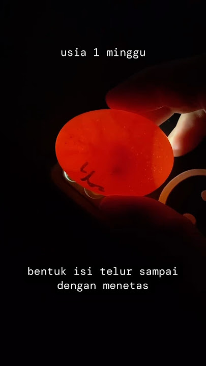 perkembangan telur tiap minggu sampai menetas #ayam #ternakayam