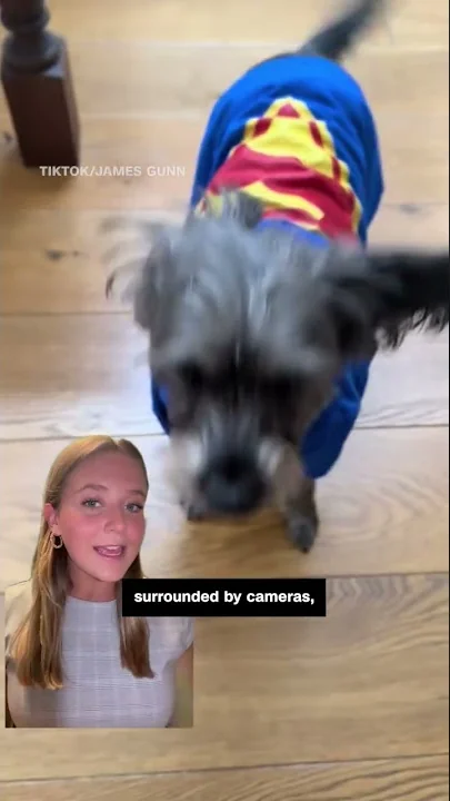Increase in pet adoption searches following ‘Superman’ movie