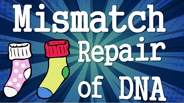Mismatch Repair of DNA II DNA repair Mechanisms