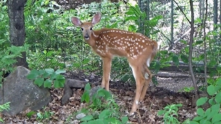 Farrah the brokeback fawn by Woodlands Wildlife Sanctuary 1,362 views 7 years ago 1 minute, 41 seconds
