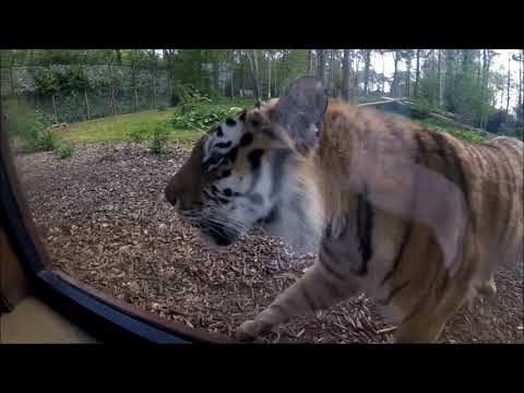 Video: Sov Med Levende Tigre På Englands Enestående Tiger Lodge