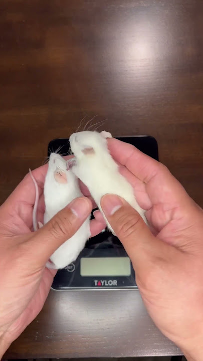 Nespěte při krmení myší svým krajtám královským.