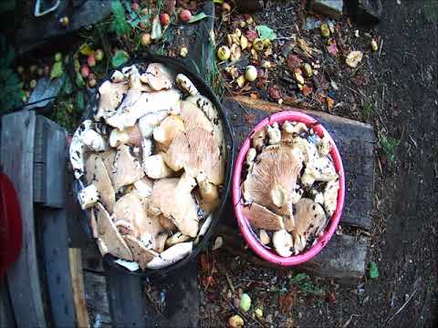 Подгруздок белый (сухой груздь) - ценный гриб