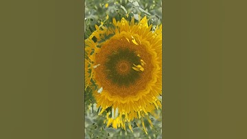 Bee on Sunflower Kaleidoscope  #trippy #bee #sunflower #psychedelic