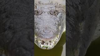 Alimentando a mis cocodrilos #foryou #shortvideos #reptiles #cocodrilo #alligator #viral #fyp