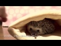 ハリネズミベッドでくつろぐつゆ